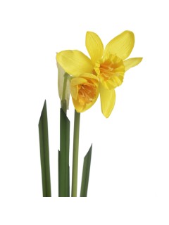 Yellow and orange daffodil stem